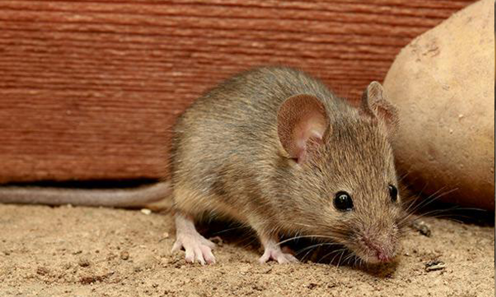 GBT 23798-2009 病媒生物密度监测方法 鼠类