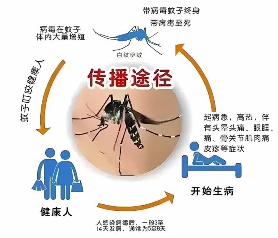 按蚊：普遍存在的害虫，对人类健康构成较大威胁