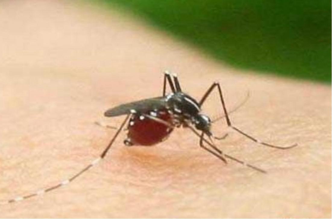 全球每年超百万因蚊虫传染病死亡，夏季如何提前预防蚊虫？